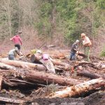 Bark volunteers tree planting obliterated, decommissioned road on USFS land with trees and funding from Stewardship Retained Receipts in 2015